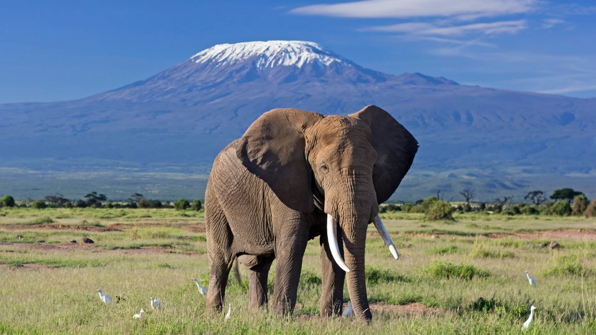 kilimanjaro big5